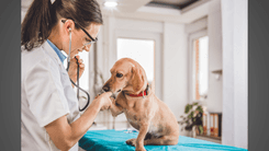 CBD mostra eficácia em osteoartrite, epilepsia e inflamações caninas, aponta estudo