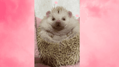  Silvestres, sensíveis e medicados com amor: a cannabis no cuidado de animais exóticos