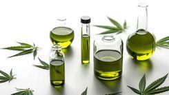 EFSA fixa dose provisória de CBD em 2 mg por dia e mantém alertas de segurança