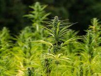 Water Efficiency and Hemp Resilience May Be Essential in Water Scarcity