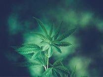 "Cannabis não é para tudo, mas é para todos"