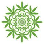 Can Cannabis Induce a Psychedelic State? Learn What Researchers Discovered