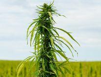 US state rejects proposal to increase THC limit for hemp