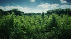 Cultivating cannabis in Brazil is not like cultivating in other parts of the world