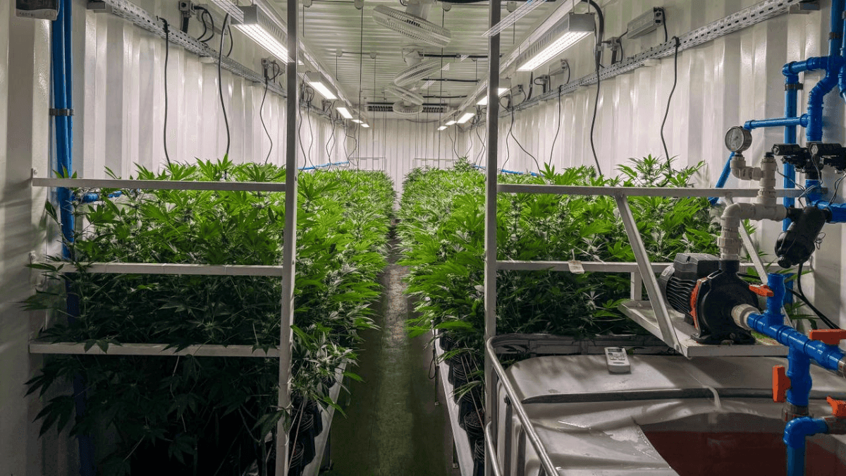 Justiça garante continuidade de tratamento com cannabis a 17 mil pacientes em Pernambuco