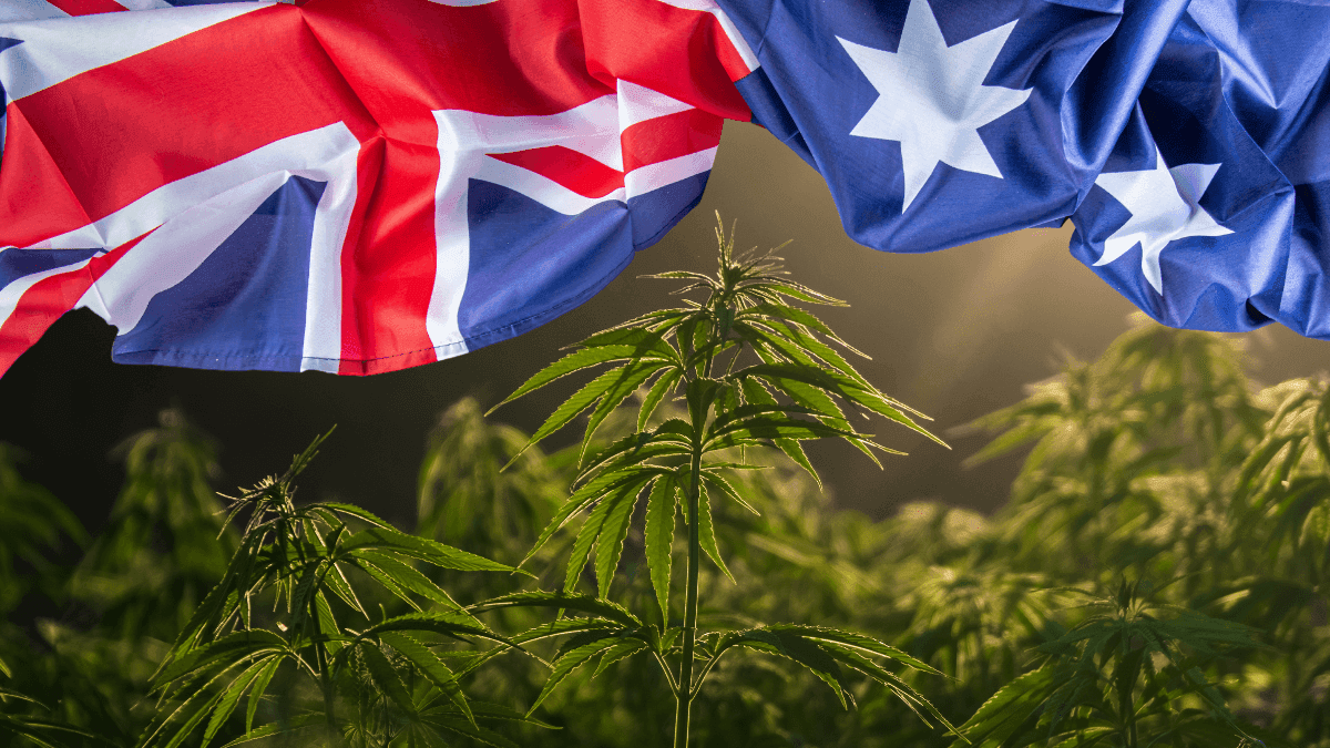Mercado de cannabis medicinal na Austrália cresce, mas enfrenta desafios, aponta relatório