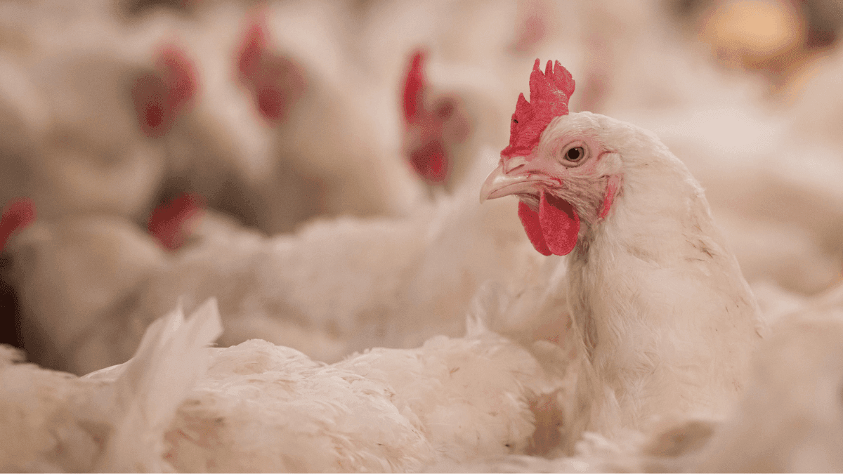 Marrocos avalia uso de cânhamo na ração de aves para reduzir antibióticos