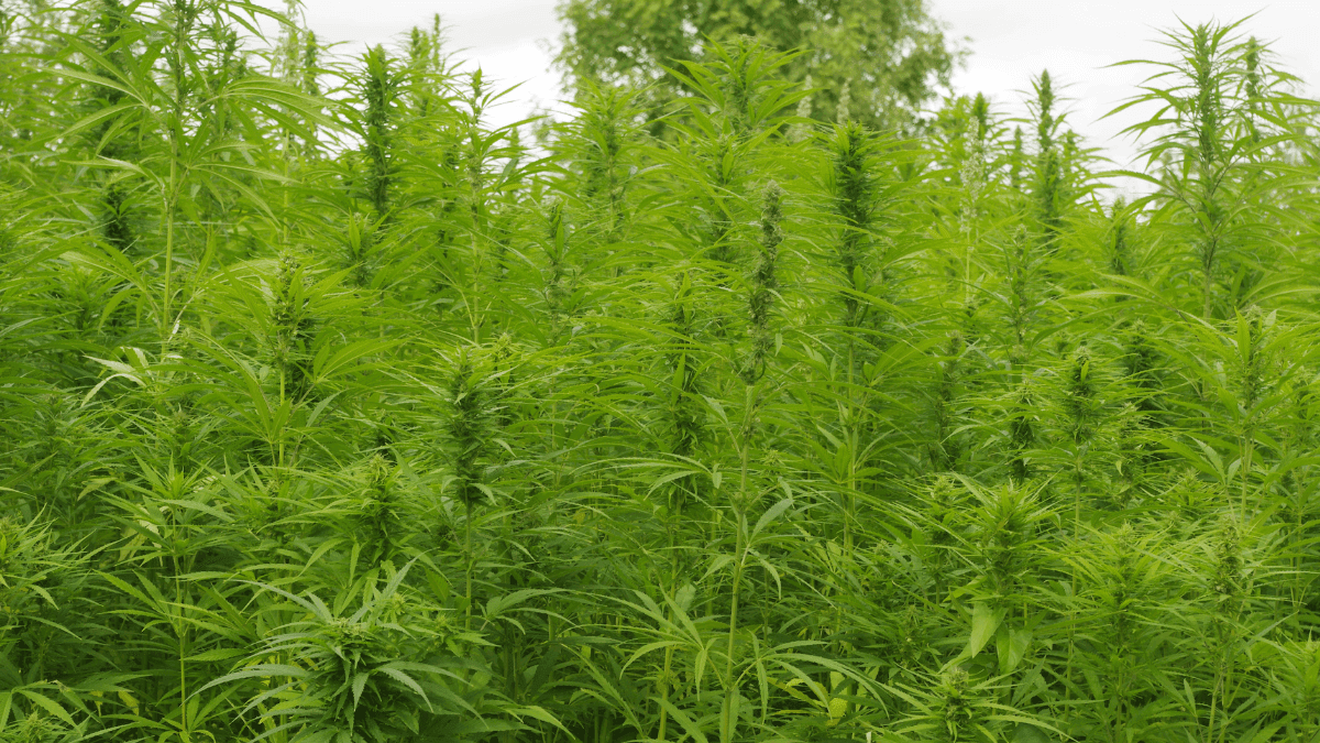 Benefícios do cânhamo: como plantar entre safras transforma o solo