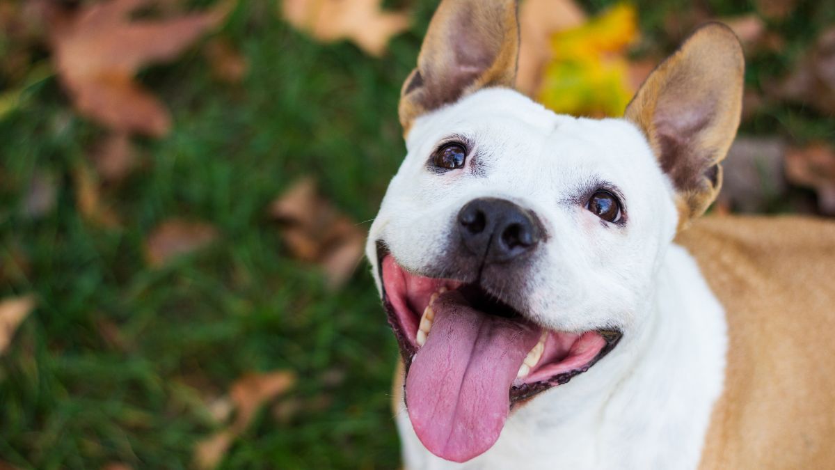 Jundiaí recebe 3ª edição de evento pet para discutir terapias integrativas e uso de cannabis