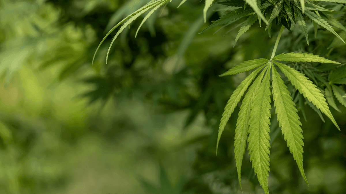 Tribo Omaha analisa primeiro pedido de licença para cultivo de cannabis no Nebraska