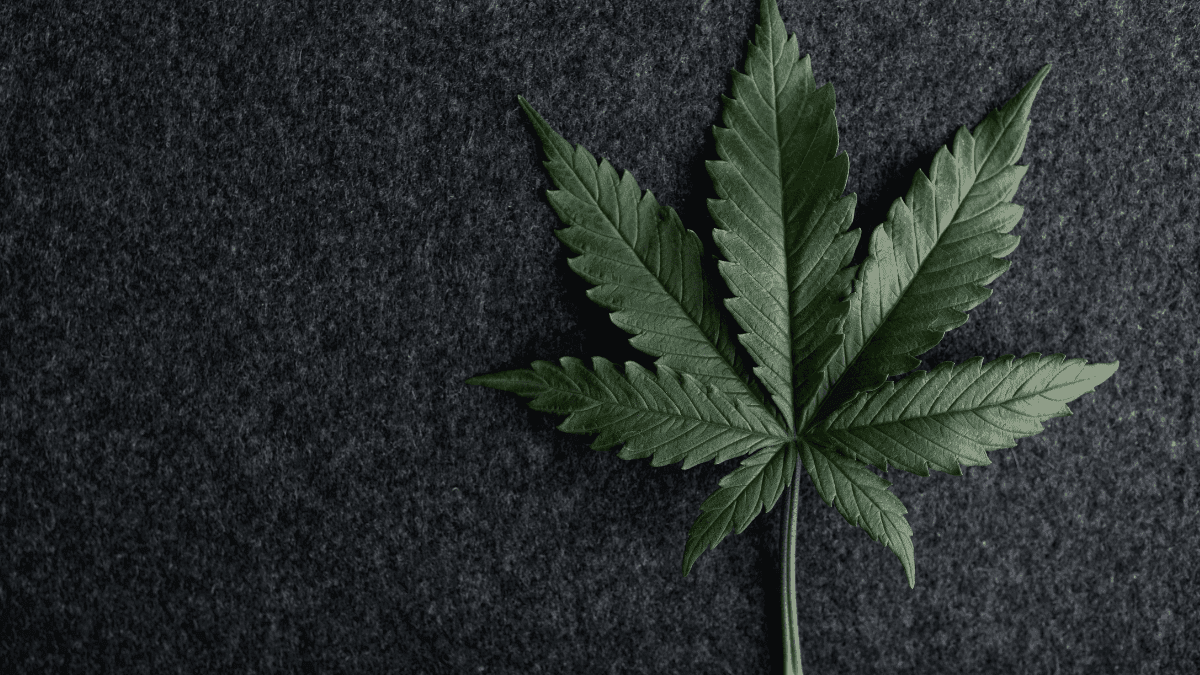 Wisconsin discute nova proposta para legalização da cannabis e uso medicinal