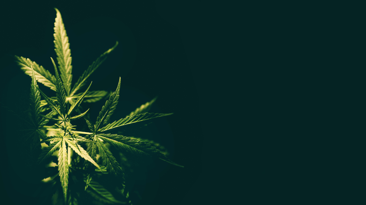  Suprema Corte da Flórida analisará iniciativa de legalização da cannabis para 2026