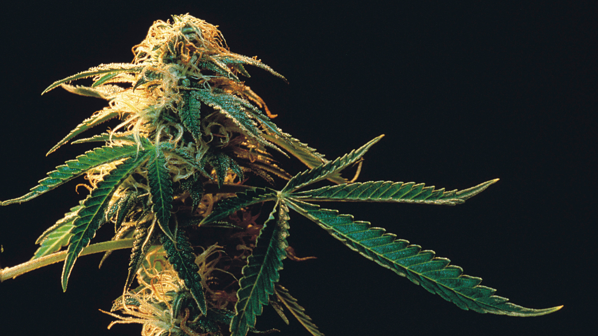 Deusa Cast: a história da cannabis entre cura e preconceito