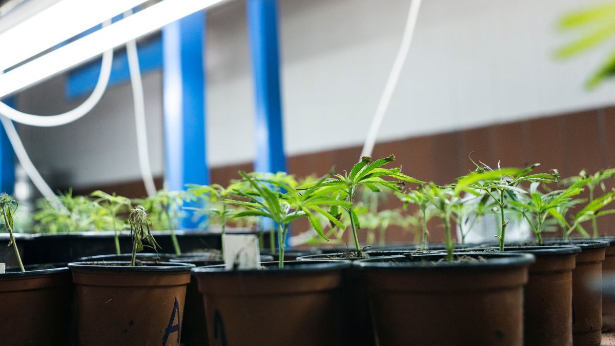 Entendendo as mudas de cannabis e a clonagem