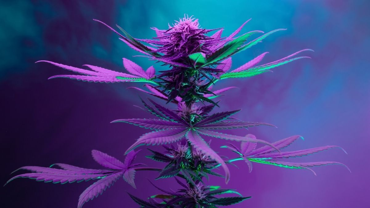 Variedade de Cannabis rica em CBG entra em fase decisiva de avaliação na CTNBio