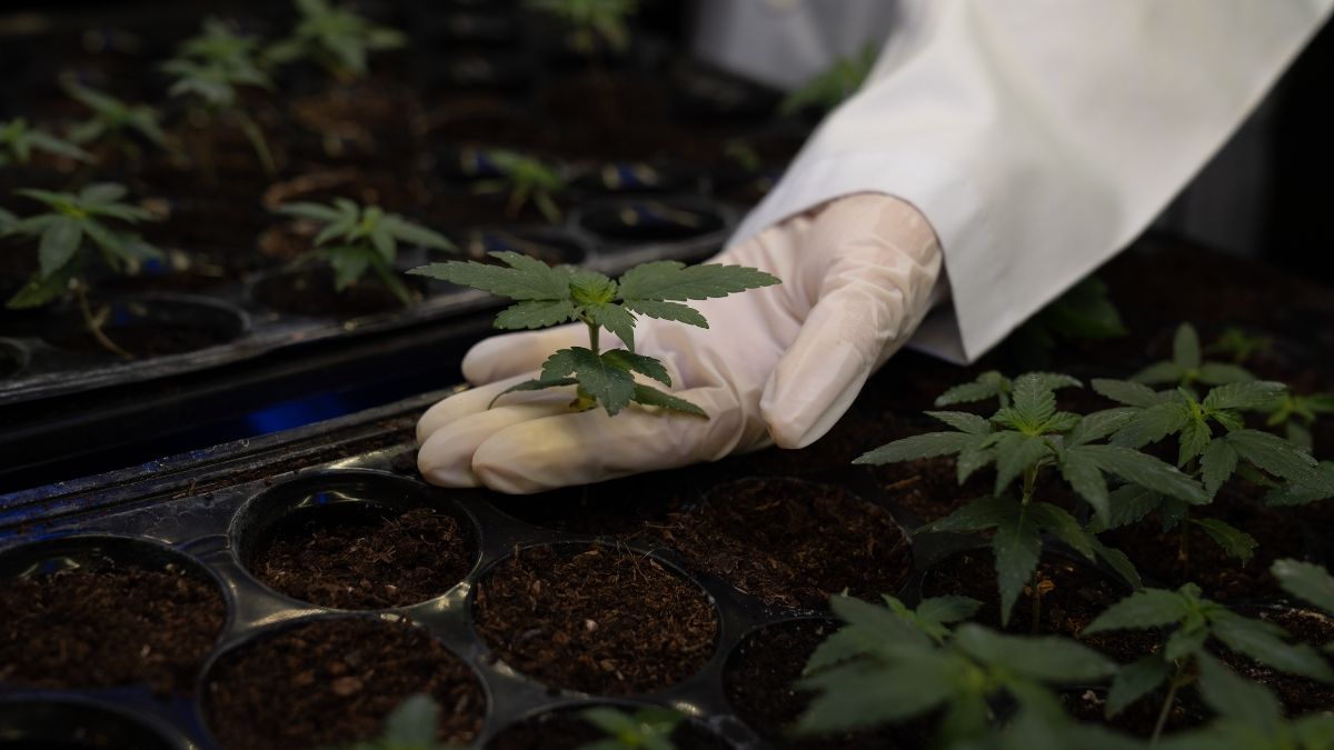 Atenção, comunidade científica: Anvisa recebe estudos sobre cultivo de Cannabis até 12 de dezembro