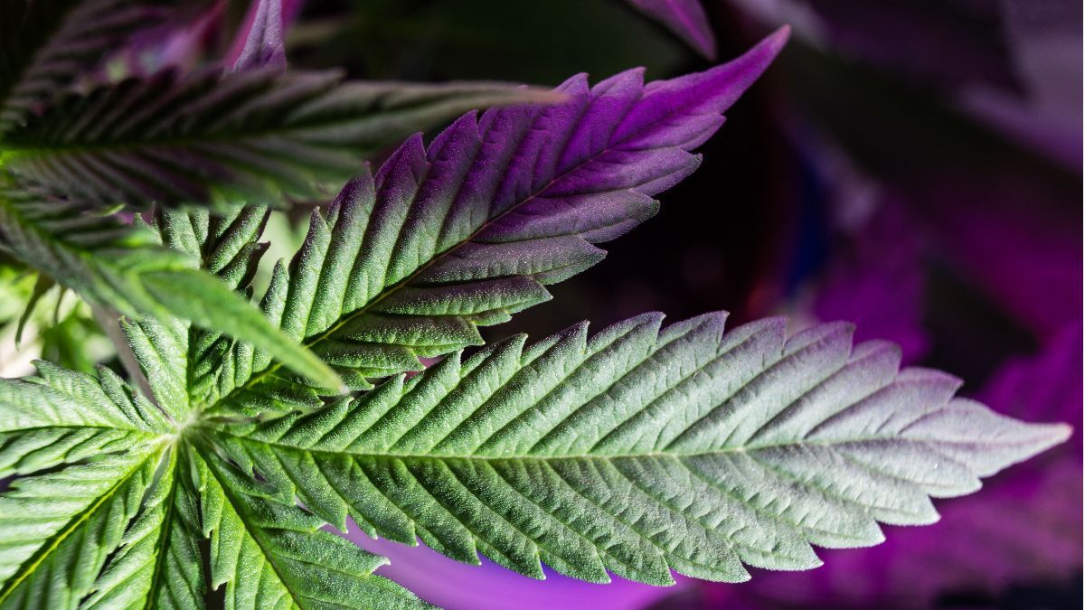 O Mito da "supermaconha" que influencia mídia e Justiça