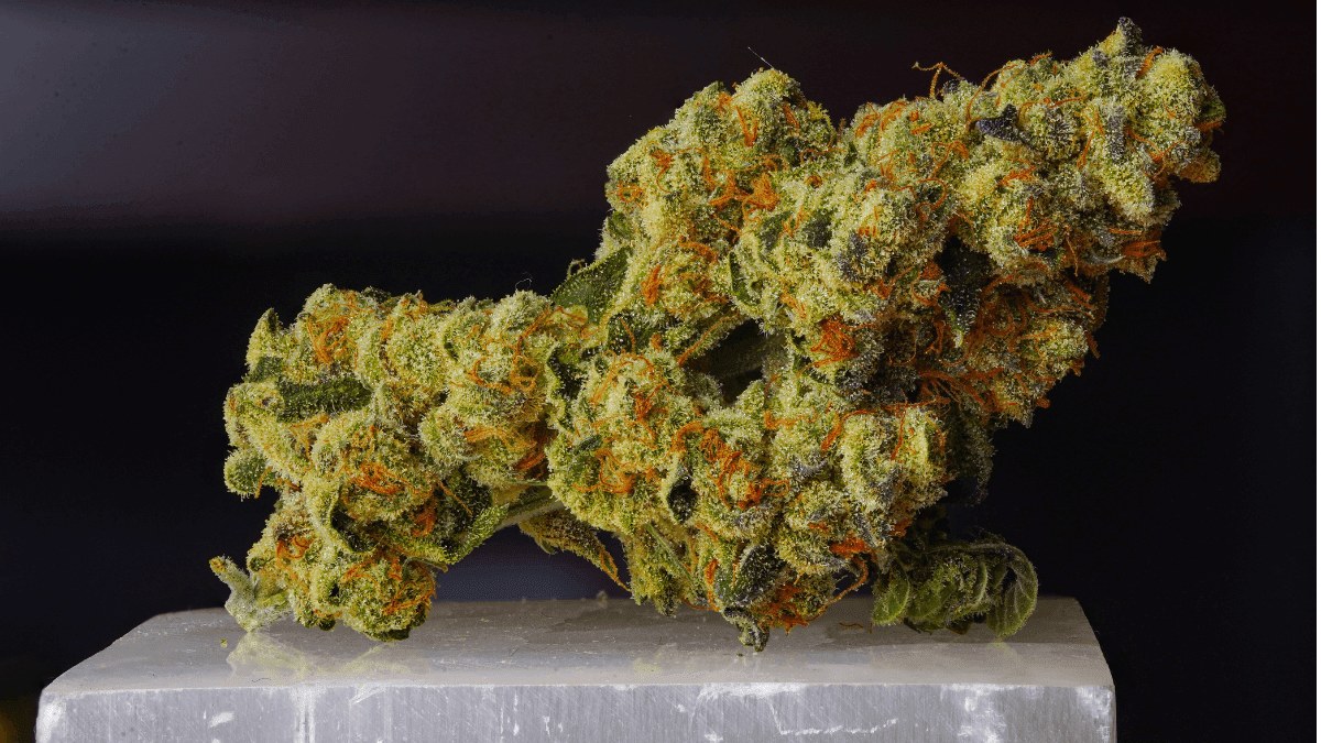 Novas variedades de cannabis: o processo de criação e hibridação