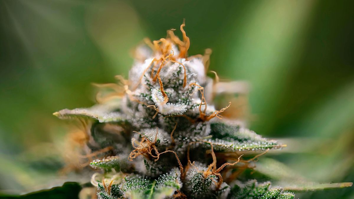 Anvisa sinaliza cumprimento de prazo do STJ para regulamentar o cultivo de cannabis