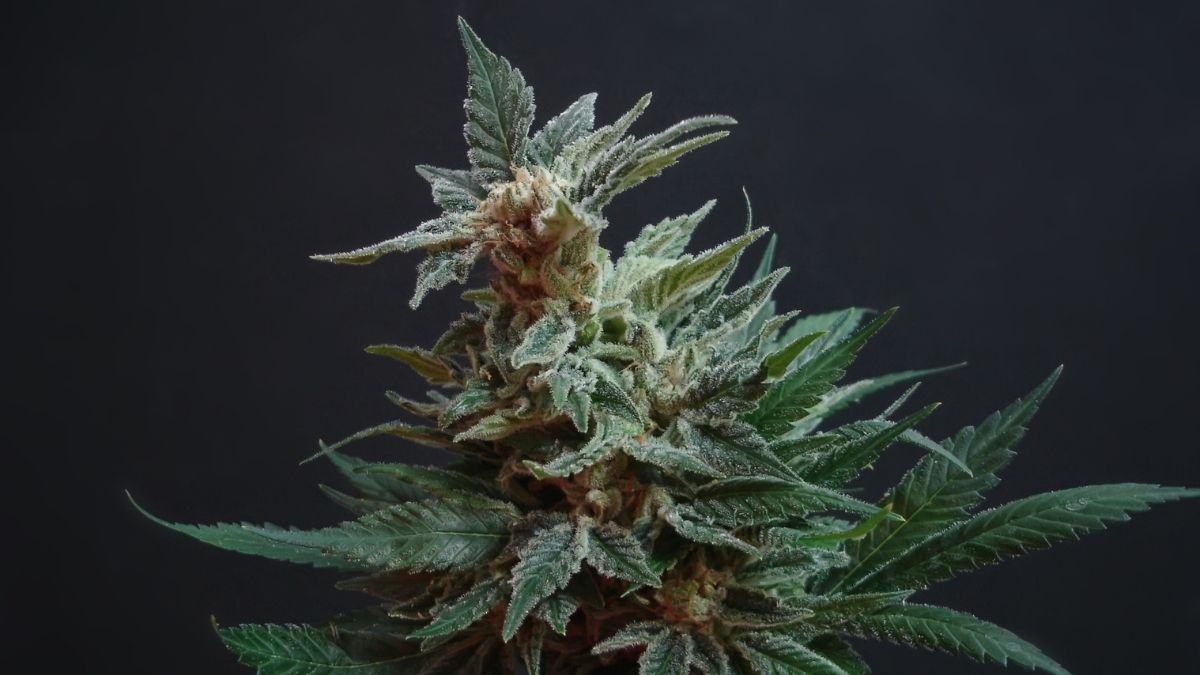 IM Cannabis avalia venda de ativos na Alemanha e Israel para focar nos EUA