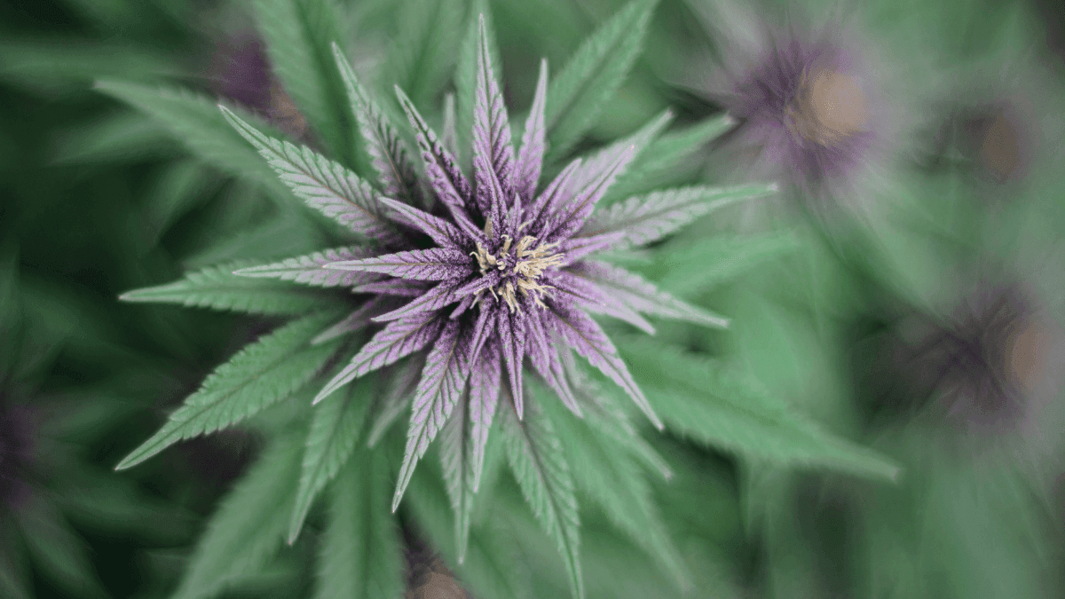 Parke Bancorp destaca lucro no 4º trimestre  de 2024