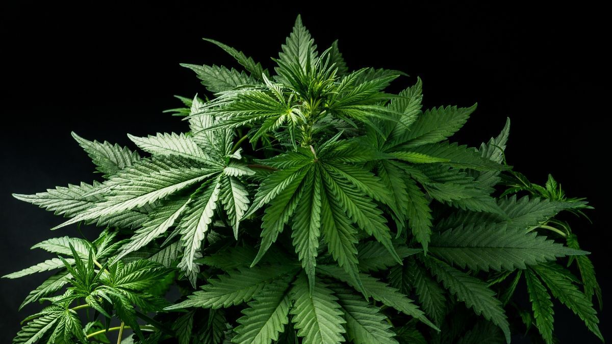 Canopy Growth anuncia aquisição da MTL Cannabis em transação de US$ 179 milhões