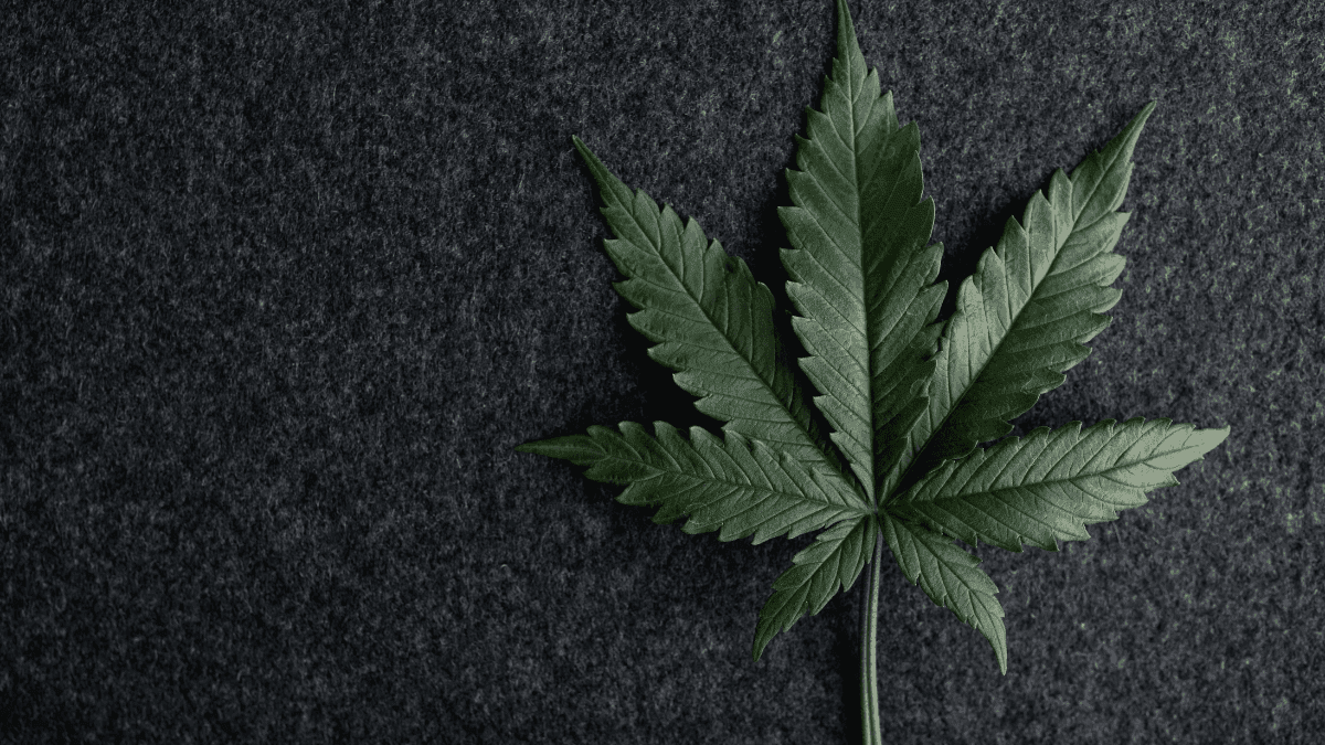 Alívio em Washington, tensão na indústria: o novo limite de THC que pegou o cânhamo de surpresa