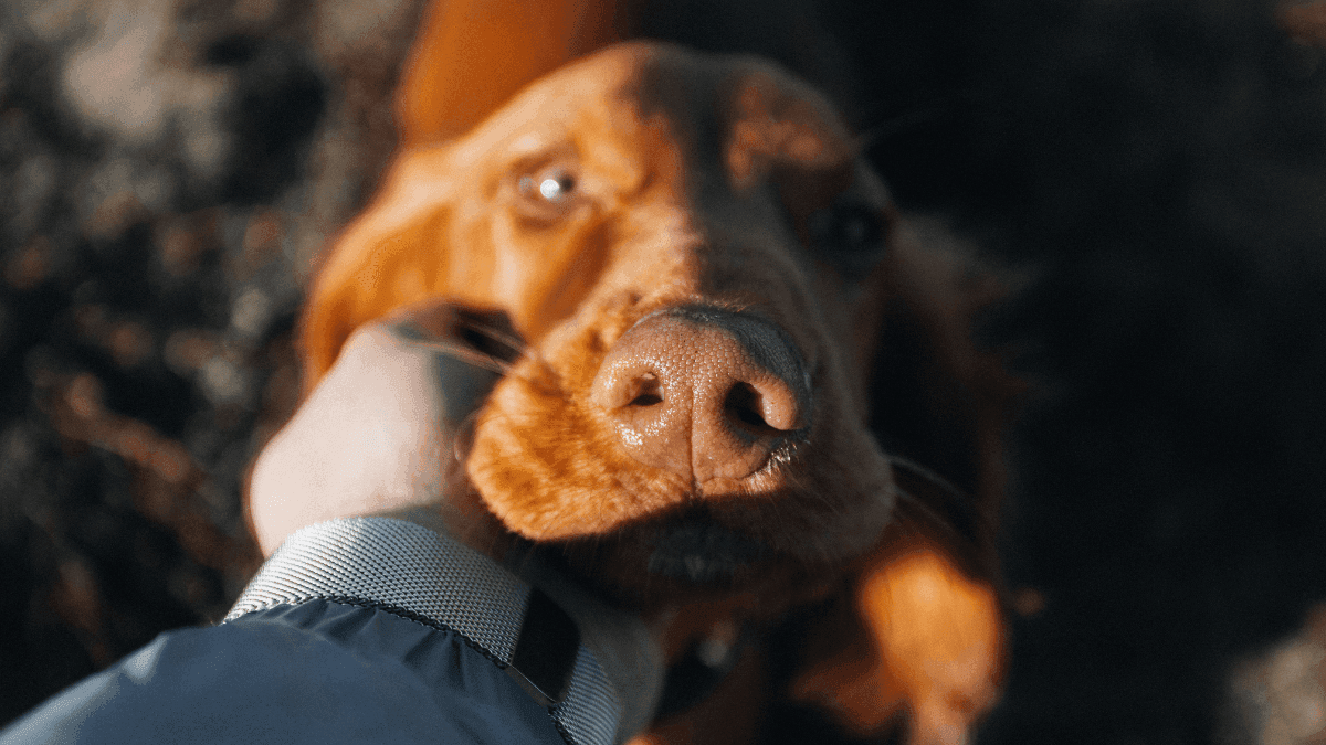 Pesquisador da Unesp amplia fronteiras: Rogério Amorim lidera estudos com cannabis e disfunção cognitiva em cães