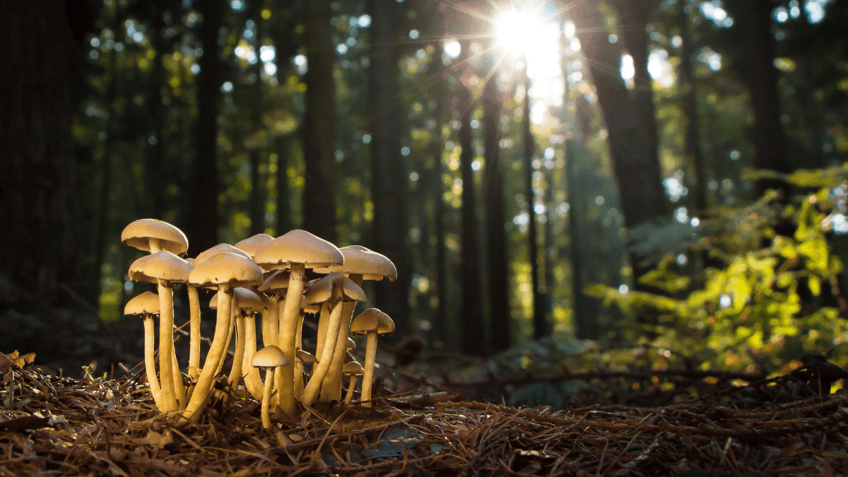 Como psicodélicos ajudaram na saúde mental durante a COVID