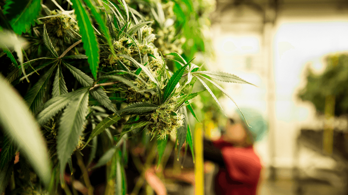 Novembro é tempo de curar e de colher