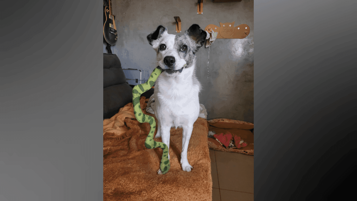 A história da cachorrinha Cruella e o olhar integrativo de sua tutora