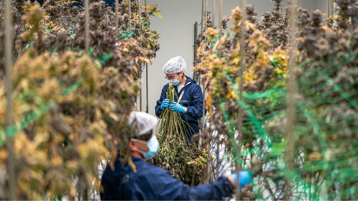 Revolução Verde: 9 tecnologias que estão transformando a indústria da cannabis