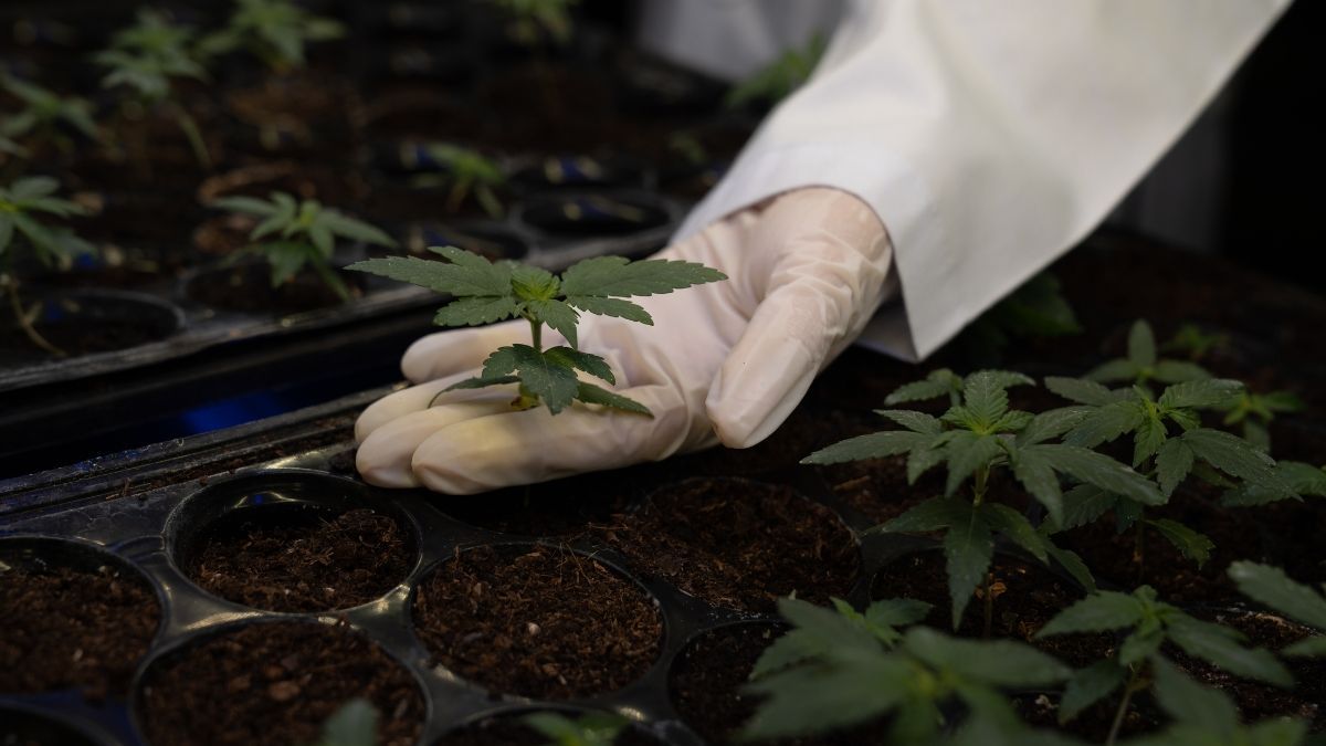 Anvisa recebe ofício questionando "exigência de antecedentes criminais" para cultivo de cannabis