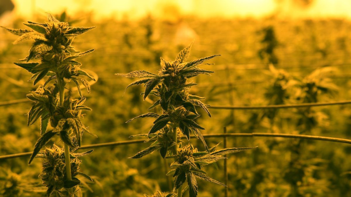 Gana e a Nova Fronteira Verde: o que o Brasil pode aprender com a regulamentação da cannabis  na África