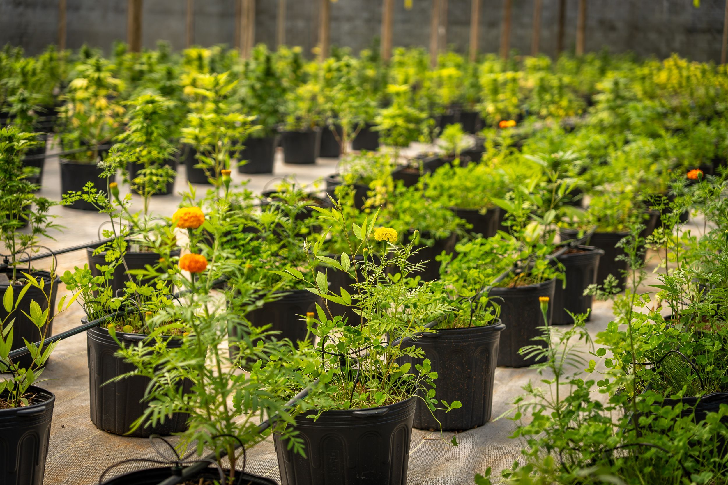 Movimento pró-cannabis medicinal em Florianópolis defende acesso pelo SUS em Santa Catarina