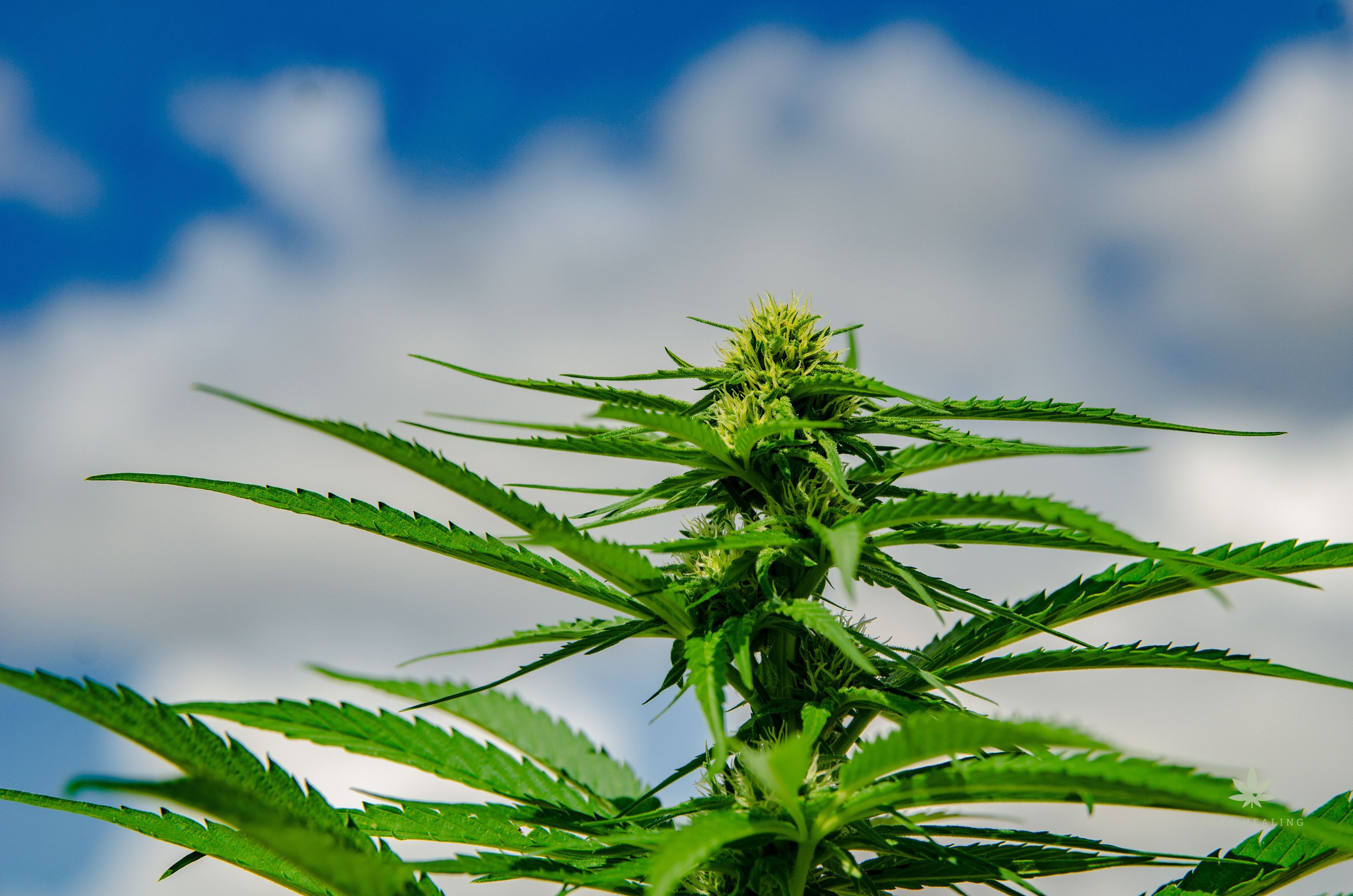 Registro que simboliza ciência, cuidado e inovação no uso medicinal da cannabis. Divulgação: Sérgio Neto