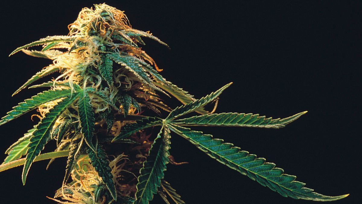 CBDa: O que é o composto "cru" da cannabis e por que ele importa?