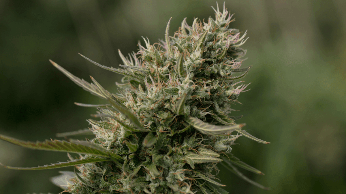 Flor masculina na cannabis? Entenda por que ela aparece e o que fazer