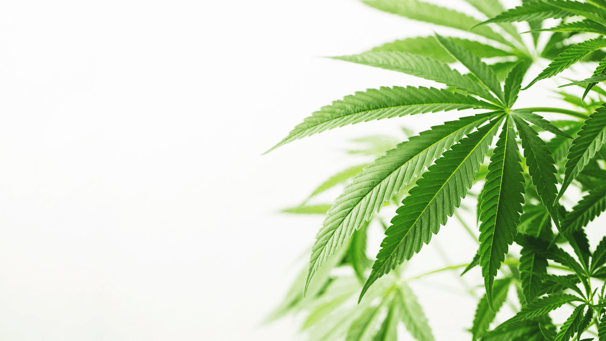 Folhas de cannabis, antes tratadas como resíduo, podem esconder potencial medicinal inexplorado