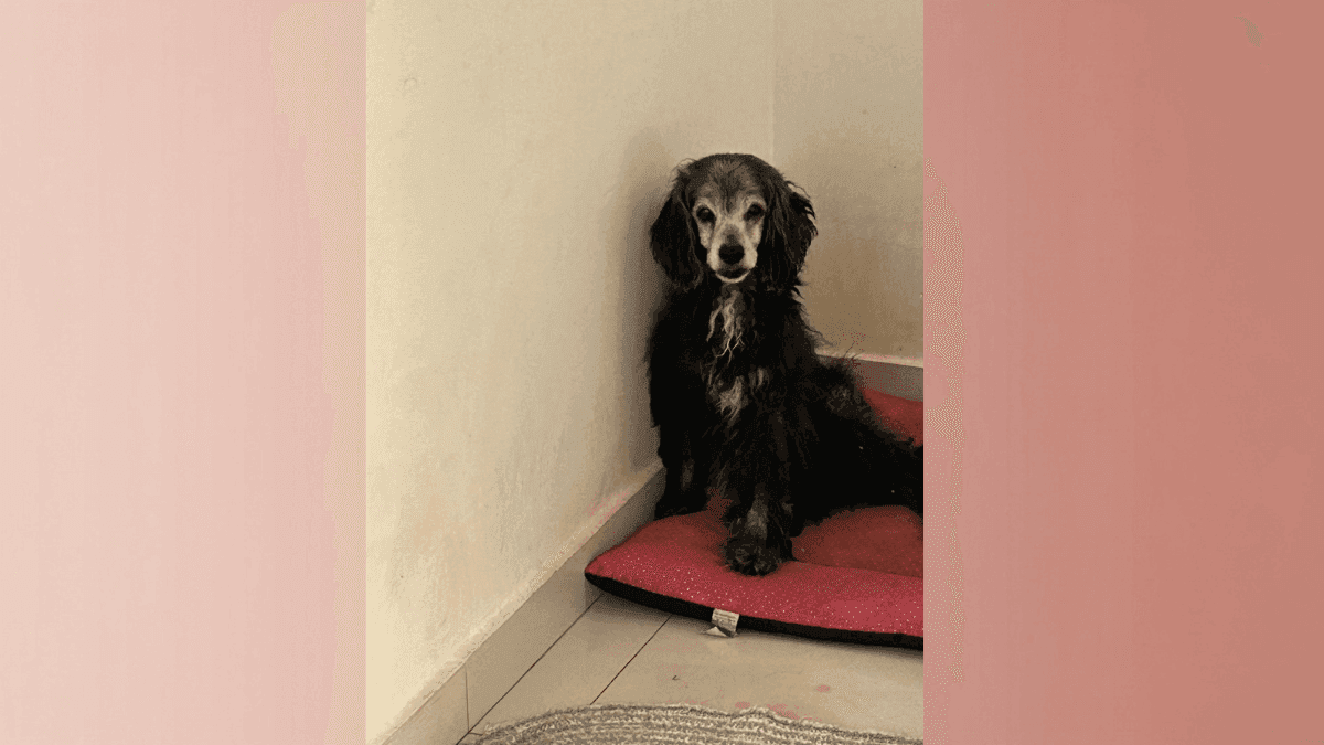 Envelhecer com menos dor: como a cannabis tem ajudado cães idosos a viver melhor