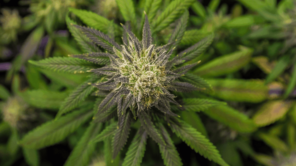 Cannabis Medicinal no Brasil: como está a situação?