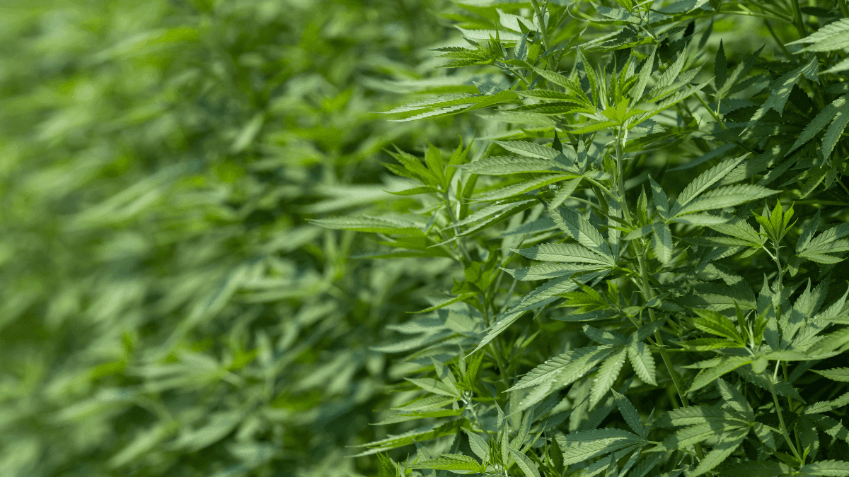 Lacuna na medicina por desconhecimento dos médicos sobre o sistema endocanabinoide