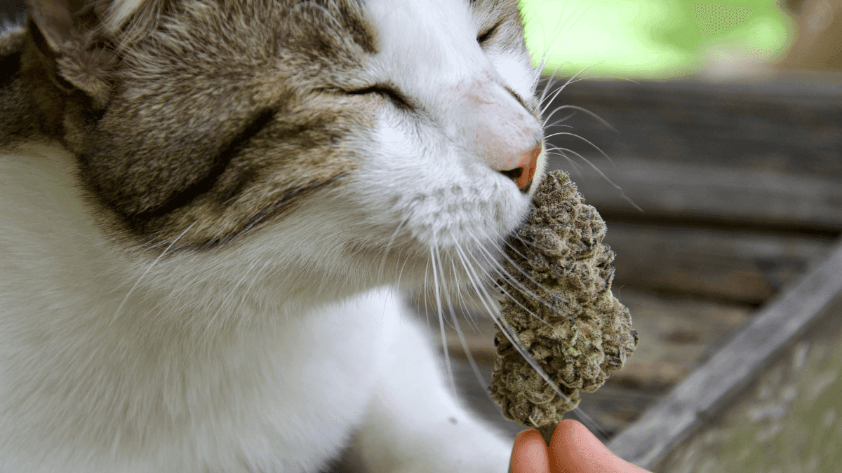 1º Indica Pet Fest, em Atibaia, falará de pets e cannabis medicinal