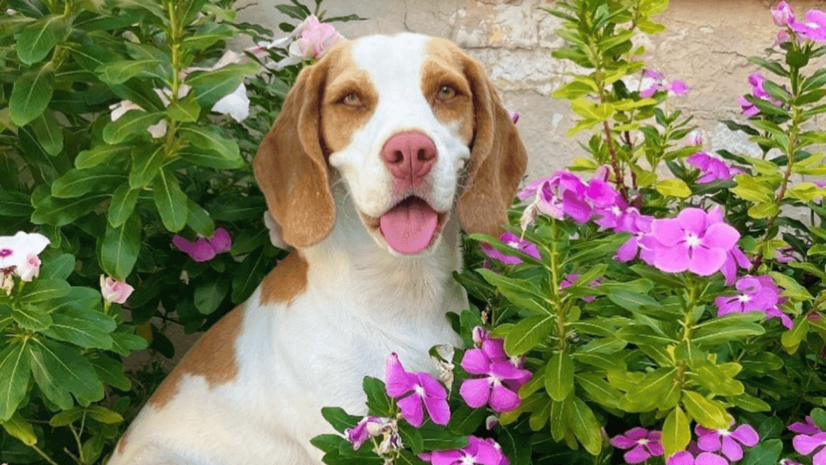 Conheça Flora, a cachorrinha que superou convulsões com ajuda da cannabis