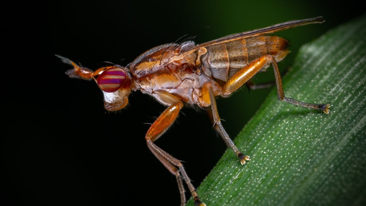 Controle biológico na cannabis: saiba como insetos benéficos protegem a plantação
