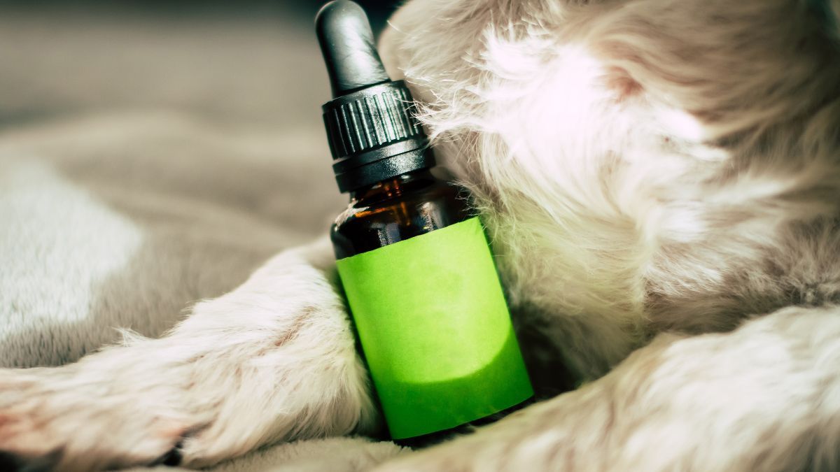 Dosagem individualizada é a chave para tratamentos com cannabis, diz especialista