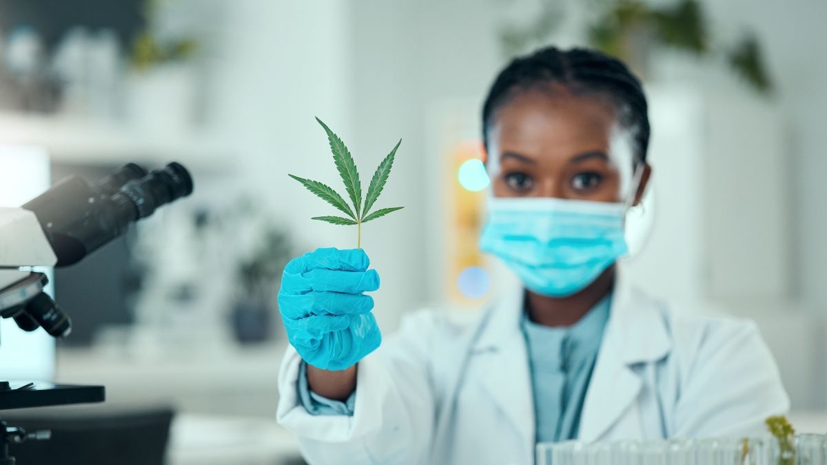 Como interpretar pesquisas sobre cannabis e separar a ciência da especulação