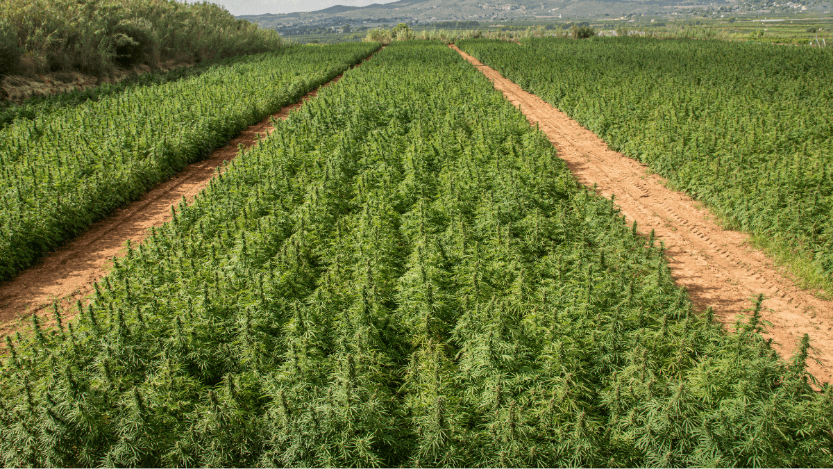 Regulamentação da cannabis e cânhamo no Brasil: um marco para 2025