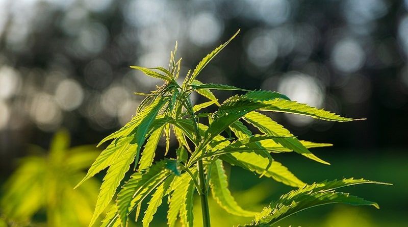 Quer ser um testador de cannabis no Canadá?