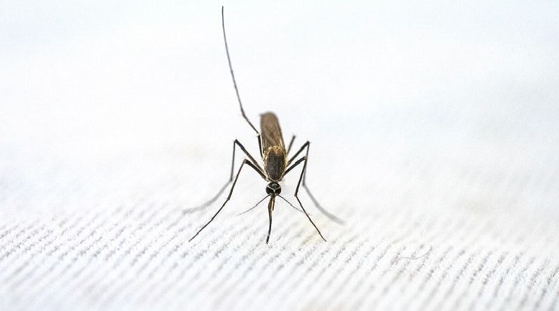 Seria a cannabis capaz de combater a malária?